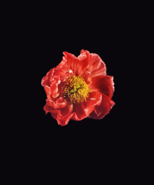Rob and Nick Carter - RN1181, Icelandic Poppy, Red, 2018 · © Copyright 2022
